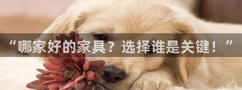 球盟会网址多少
