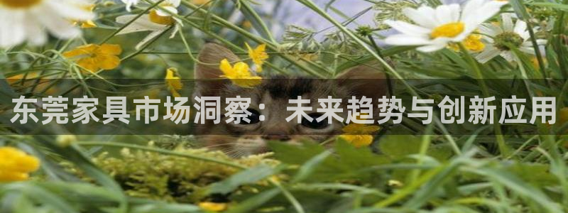 球盟会网页版：东莞家具市场洞察：未来趋势与创新应用