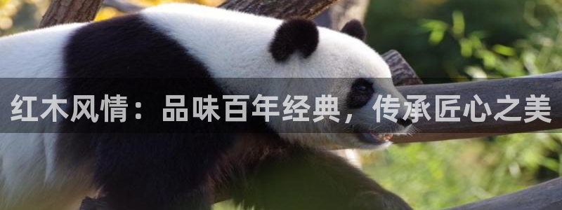 球盟会黑款吗知乎小说